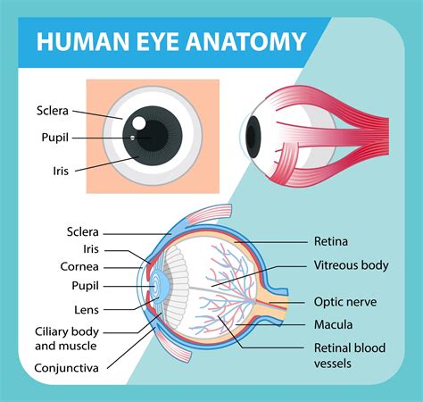 Diagram Of The Eye To Label Pin On Diagrams