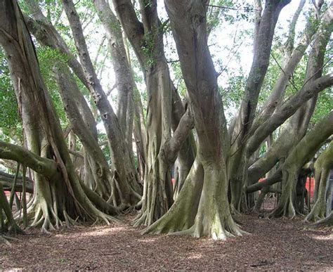 Trees of the World Picture Identification Quiz on Redwood, Banyan