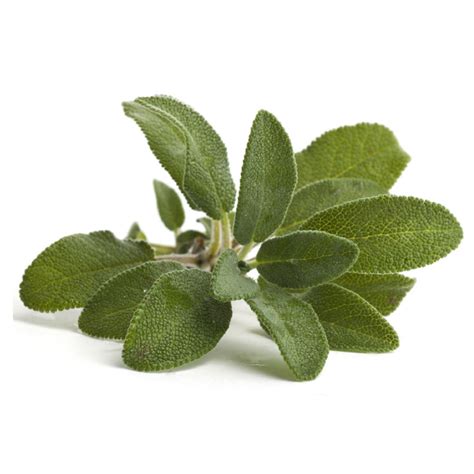 What Is Sage Leaf In Spanish at Janelle Hernandez blog