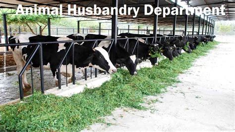 Animal Husbandry 的图像结果