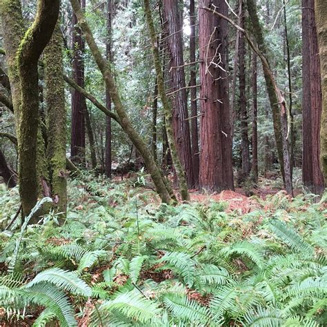 Hendy Woods State Park - All You Need to Know BEFORE You Go (2025)