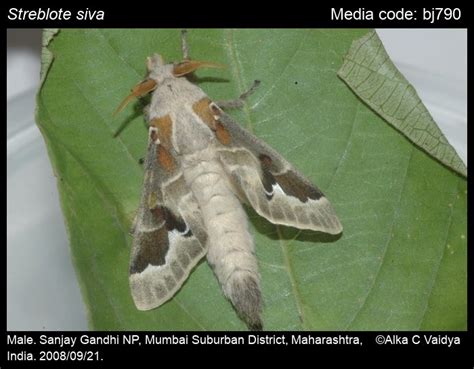 Lasiocampidae | Moths