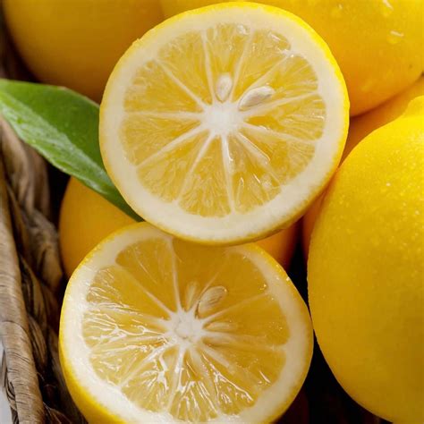 Meyer Lemon Trees for Sale | Plants Express