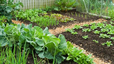 How to improve clay soil for gardening | Ideal Home