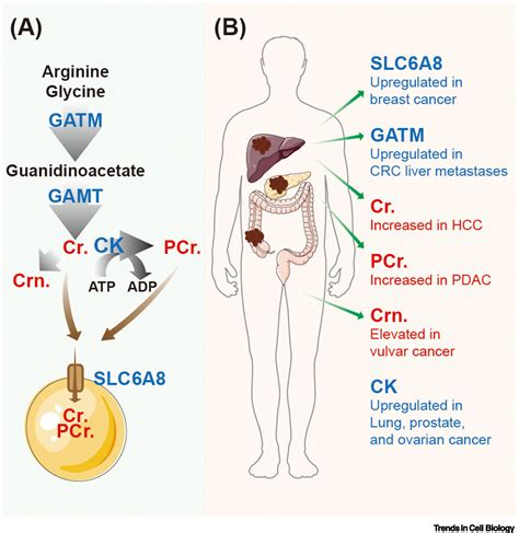 The two sides of creatine in cancer: Trends in Cell Biology