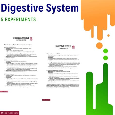Image result for Digestive System Theme