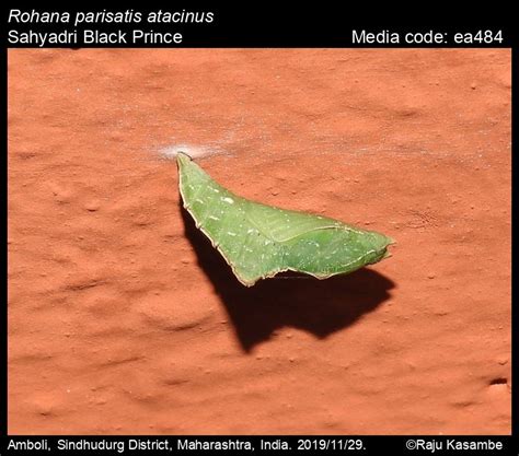 Rohana parisatis | Butterfly