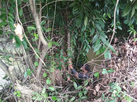 Mengenal tanaman bungur bunga sakura dari indonesia - navigasiin