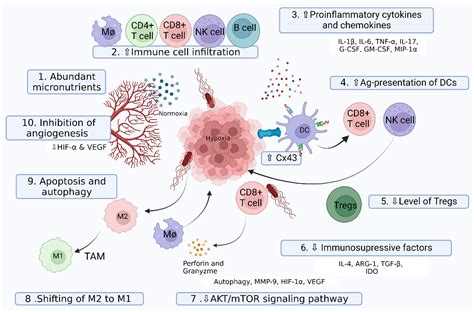 Salmonella as a Promising Curative Tool against Cancer