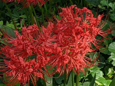 Red Spider Lily (Lycoris radiata) Southern Heirloom Triploid