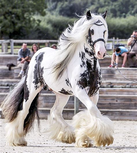 frisons, irish cob, frison, gypsy cob, friesian, gypsy vanner, cheval ...