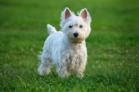 20 of the Cutest White Dog Breeds | Reader's Digest