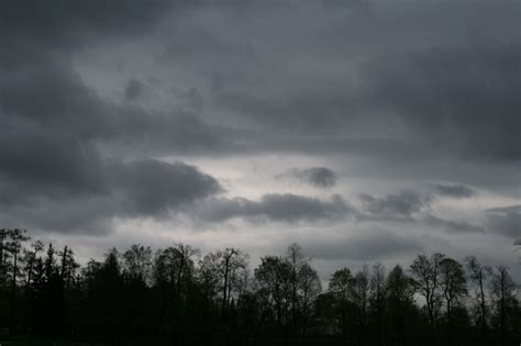 Grey Sky Above The Trees Free Stock Photo - Public Domain Pictures