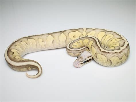 Image result for Fire Pastel Ball Python