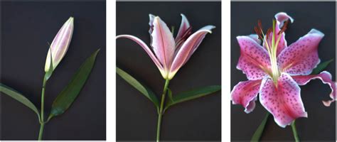 Triptych Flower Study - Art Panels by Jane Bruce | Buy Posters, Frames ...