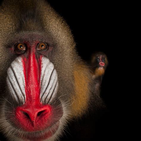 Mandrill Monkey