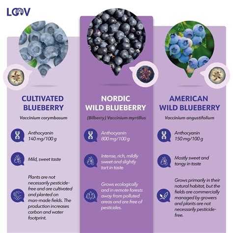 Wild Blueberries