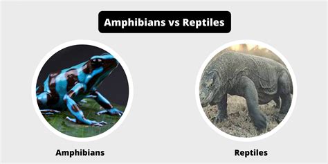 Amphibians and Reptiles Archives - Biology Notes Online
