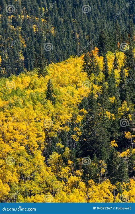Colorado Aspen Autumn Fall Colors Stock Image - Image of fall, nature ...