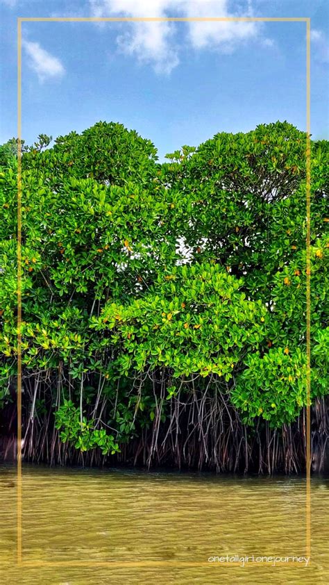 The World's Second Largest Mangrove In Pondicherry | LBB