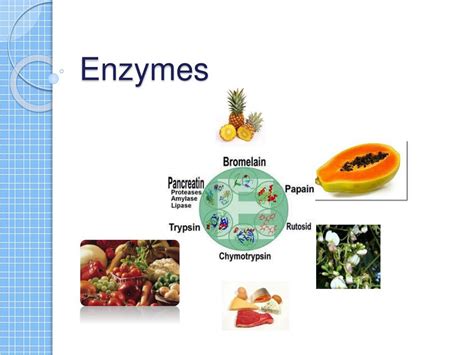 Enzymes Examples 的图像结果