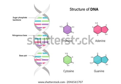 DNA Basic Unit 的图像结果