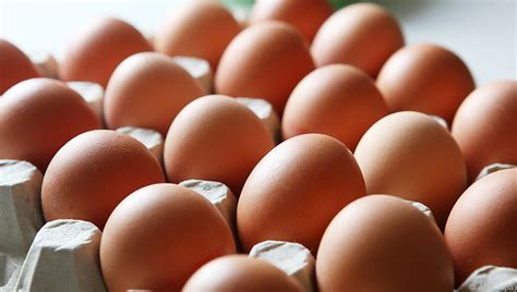Salmonellen-Alarm bei Bio-Eiern - UnserTirol24