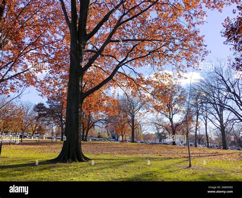 Fall foliage in Lower Senate Park in Washington DC, USA. In the ...