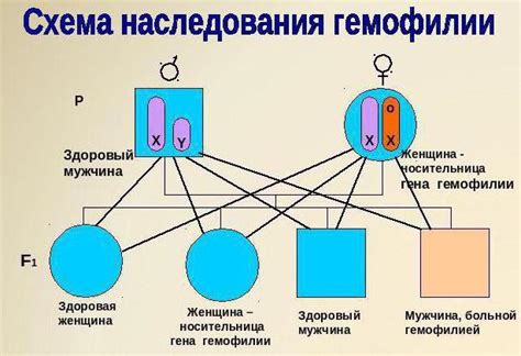 Как решать задачи по генетике на биологии?