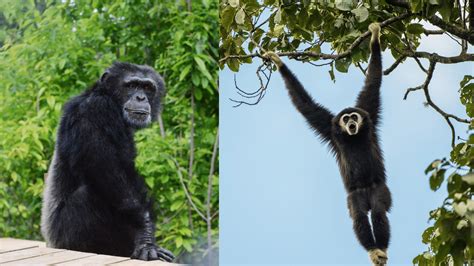 Image result for Chimp vs Python