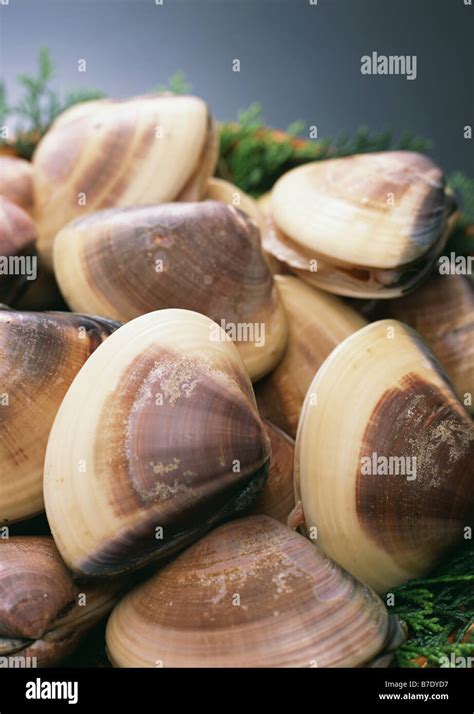 Image result for Clam with a Very Sharp Shell