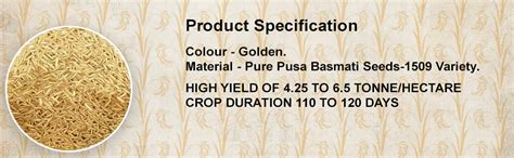 Sakshi Farms (S.F.) Pusa 1509 Rice Seeds Paddy Seeds for Sowing ...