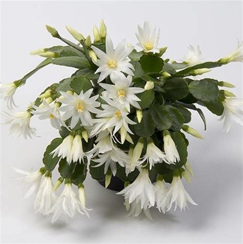 Easter Cactus Plant