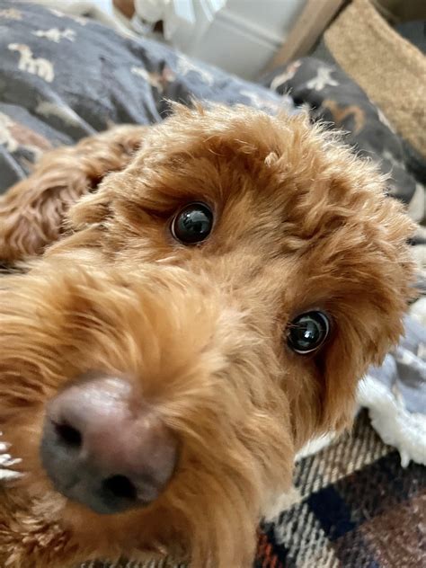 Image result for Cockapoo Memes