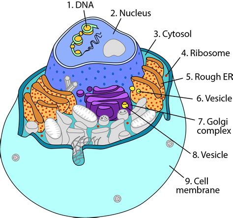 Cell Structure and Function 的图像结果