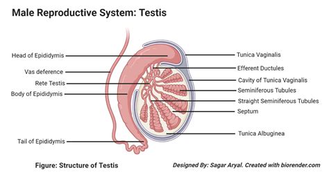 Image result for Testes Structure Class 12