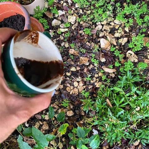 Coffee Grounds for Roses - Ultimate Using Guide - Plants Craze