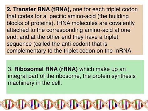 Basic Structure of RNA 的图像结果
