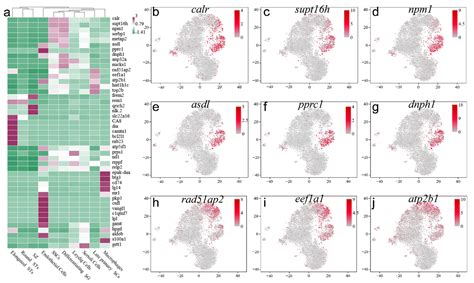 Single-Cell Atlas of Adult Testis in Protogynous Hermaphroditic Orange ...