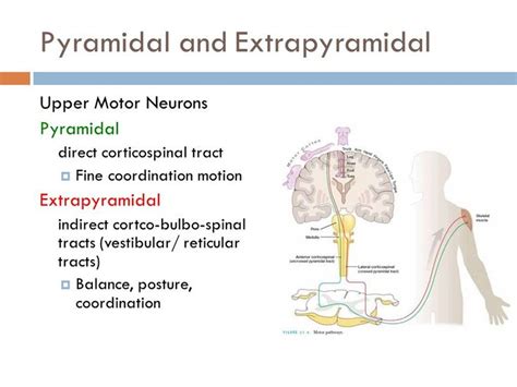 Image result for Extrapyramidal System