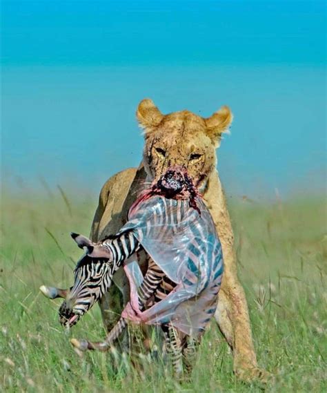 Newborn Baby Zebra Life Cycle