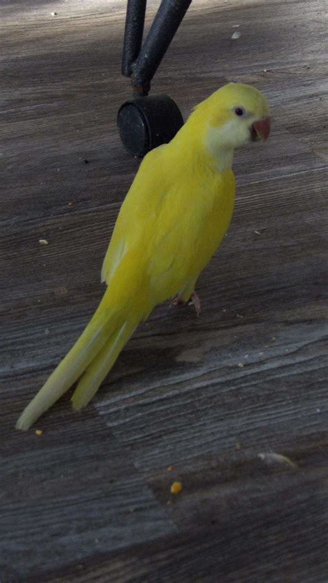 Yellow Quaker