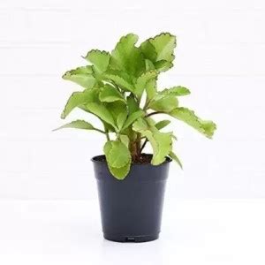 Cloud Farm Bryophyllum Pinnatum/Patharchatta Plant Price in India - Buy ...