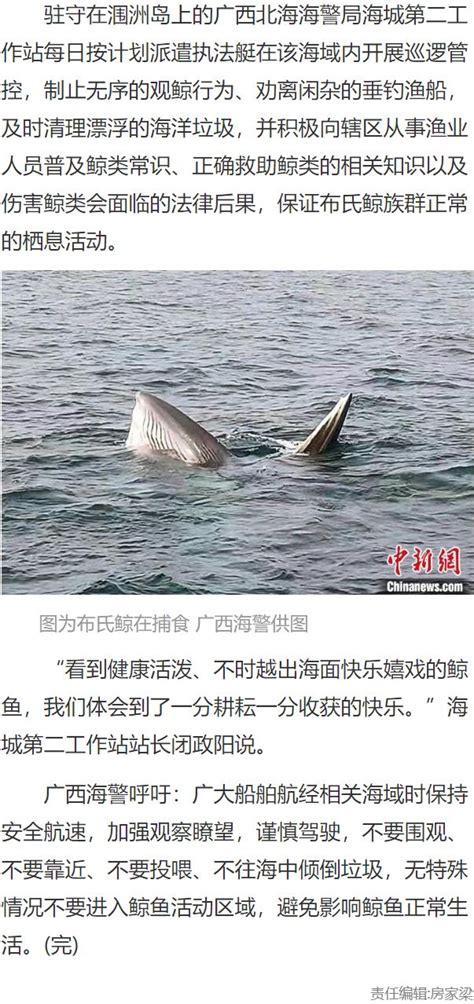 澳大利亚研究：鲸鱼喷出水柱成分或可显示健康状况 _光明网