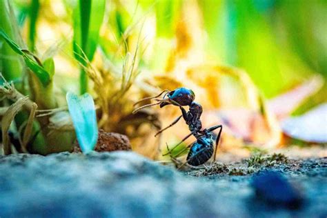 Professional Fire Ant Control | Rivers Lawn & Landscape LLC