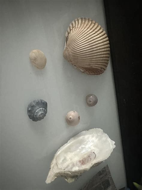 Image result for SC Shells