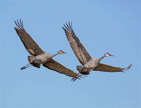 Emotions run high over bill to hunt sandhill cranes in Wisconsin - WPR