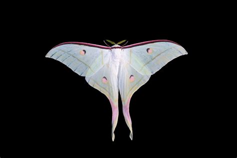 [100+] Luna Moth Wallpapers | Wallpapers.com