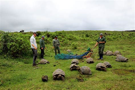 Where Do They Live? A Guide To The Natural Habitat Of Tortoises