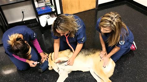 Veterinary Assistant School Requirements at Clinton Richardson blog
